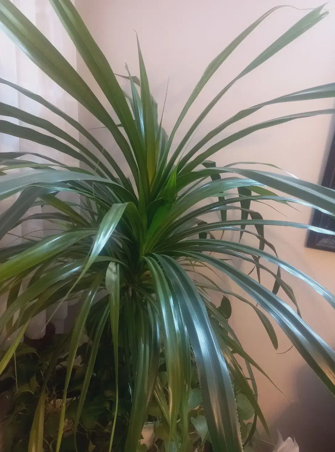 پاندانوس با پاجوش و زیبا|گل و گیاه طبیعی|تهران, تهرانسر شرقی|دیوار