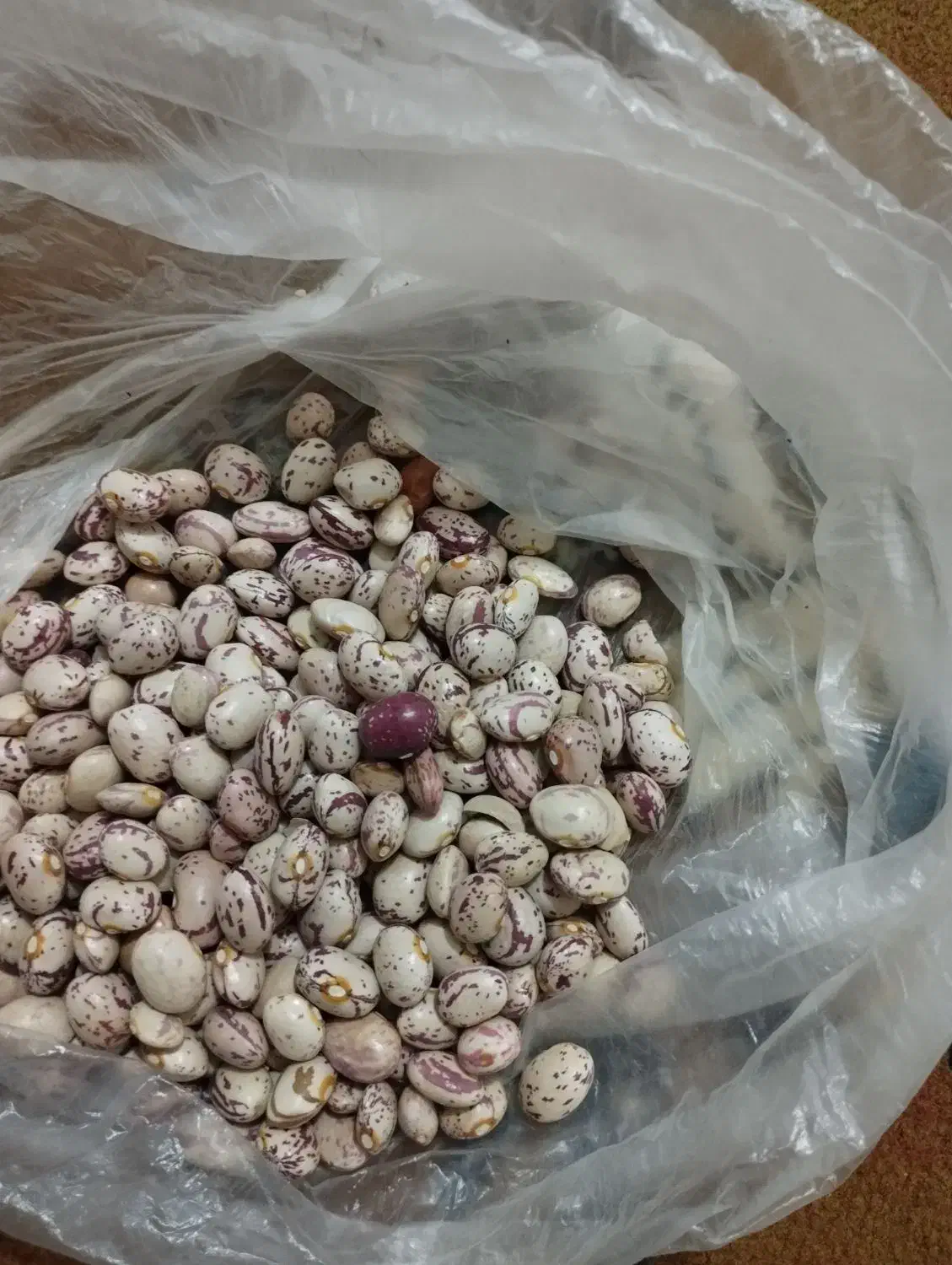 نخود ولوبیا چیتی گرد و عدس محلی درجه یک و عالی|عمدهفروشی|الیگودرز, |دیوار