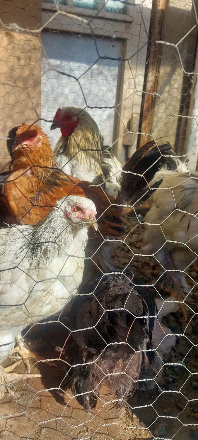 مرغ محلی و برهما و اردک تخمگذار|حیوانات مزرعه|آبیک, |دیوار