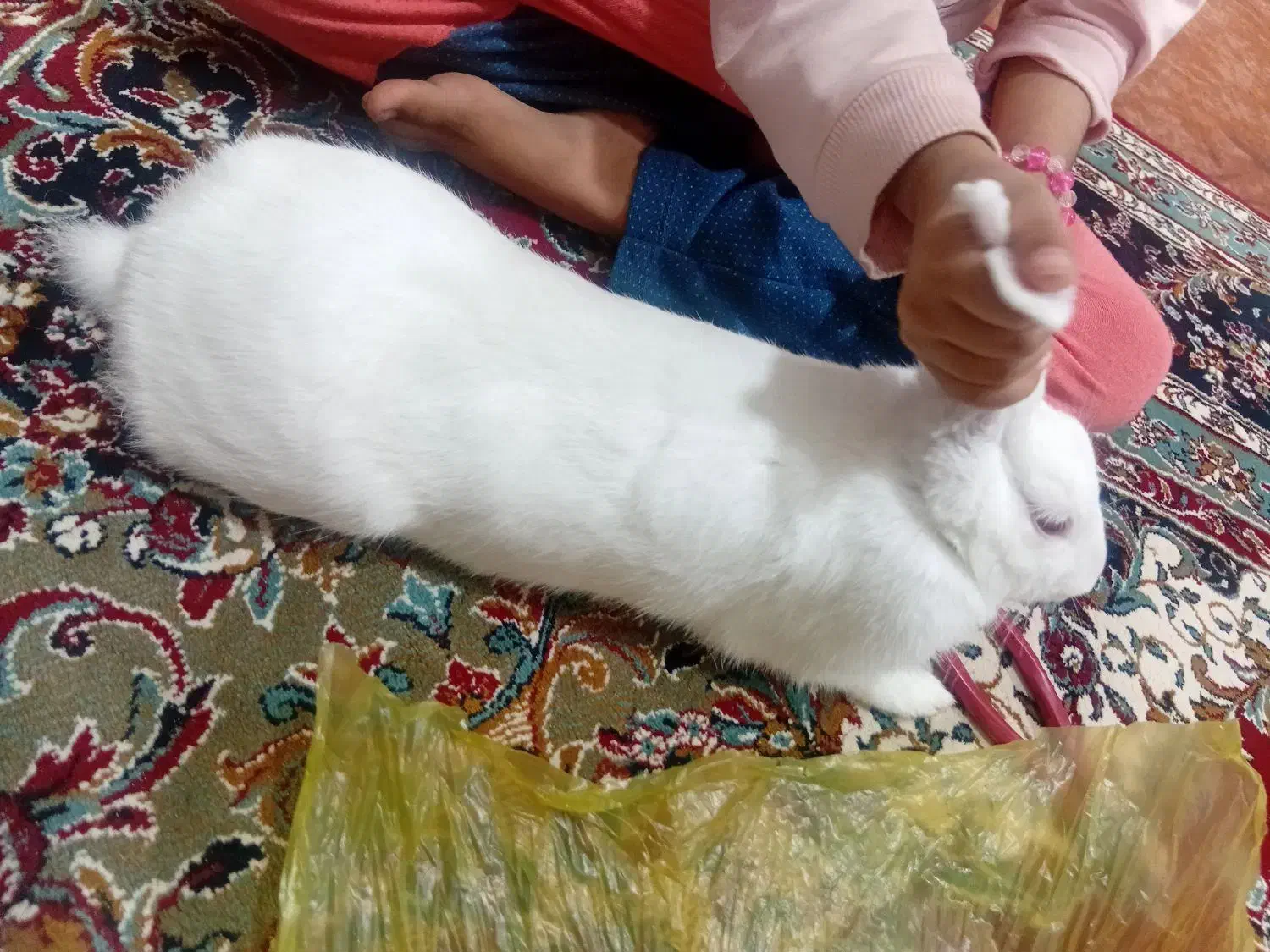 خرگوش بالغ ماده|موش و خرگوش|گنبد کاووس, |دیوار