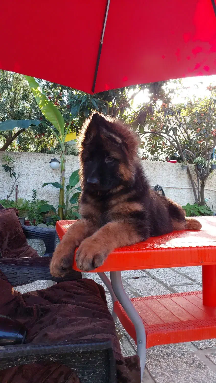 توله ژرمن شپرد ماده|سگ|تهران, اقدسیه|دیوار