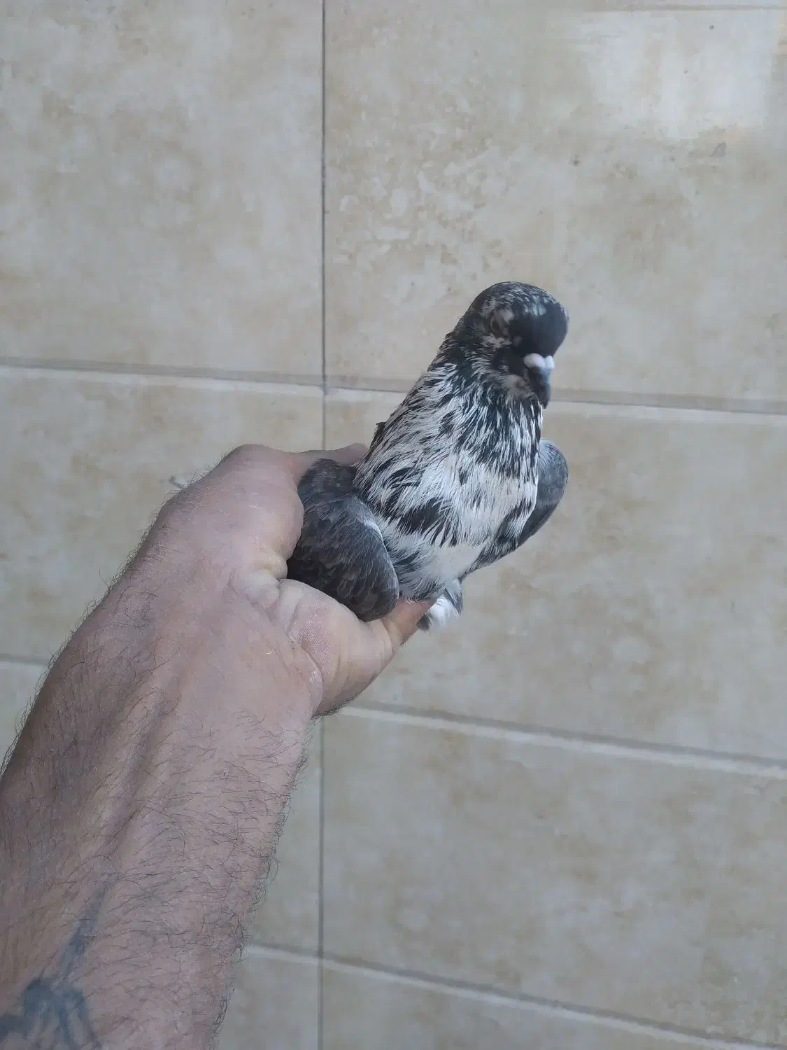 ی کبوتر غریب خوش سو|پرنده|بابل, |دیوار