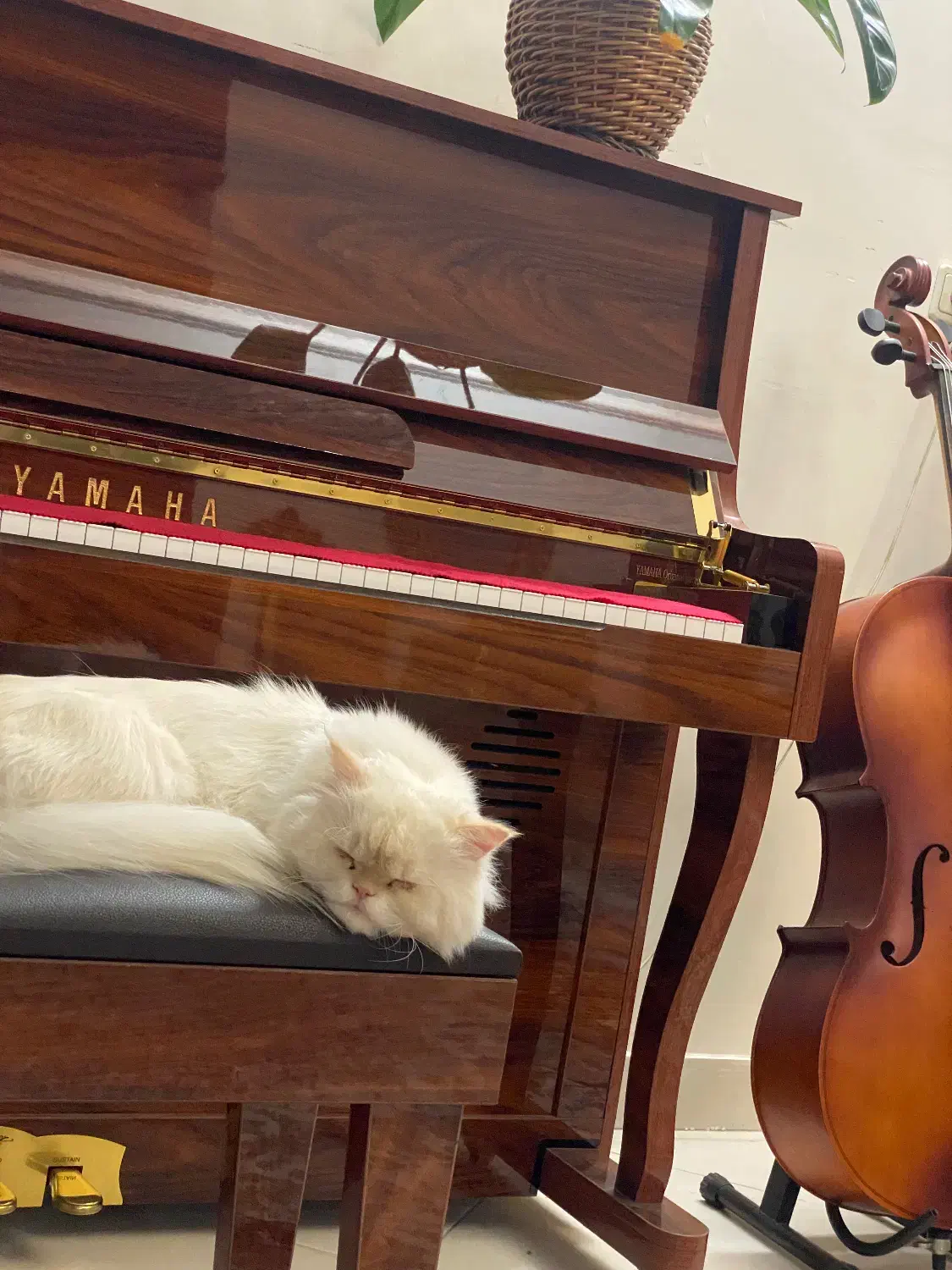 پیانو طرح آکوستیک p48|پیانو، کیبورد، آکاردئون|مشهد, بهاران|دیوار