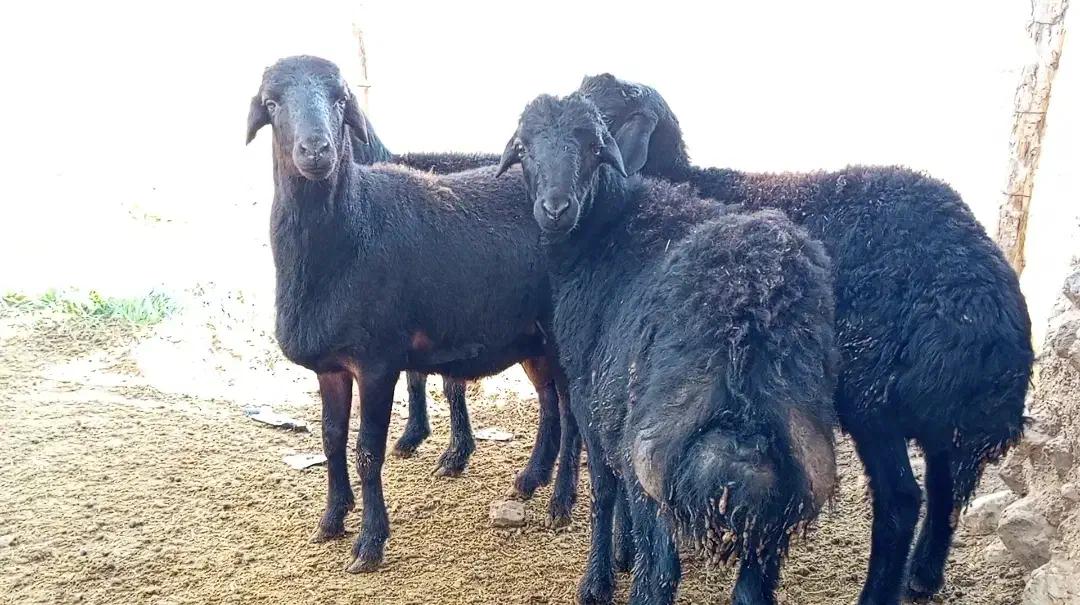 قوچ قره قزل|حیوانات مزرعه|ماهنشان, |دیوار