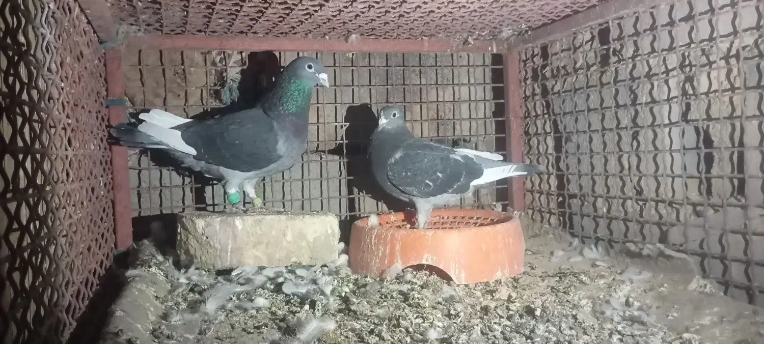 کبوتره جان آردن|پرنده|زابل, |دیوار