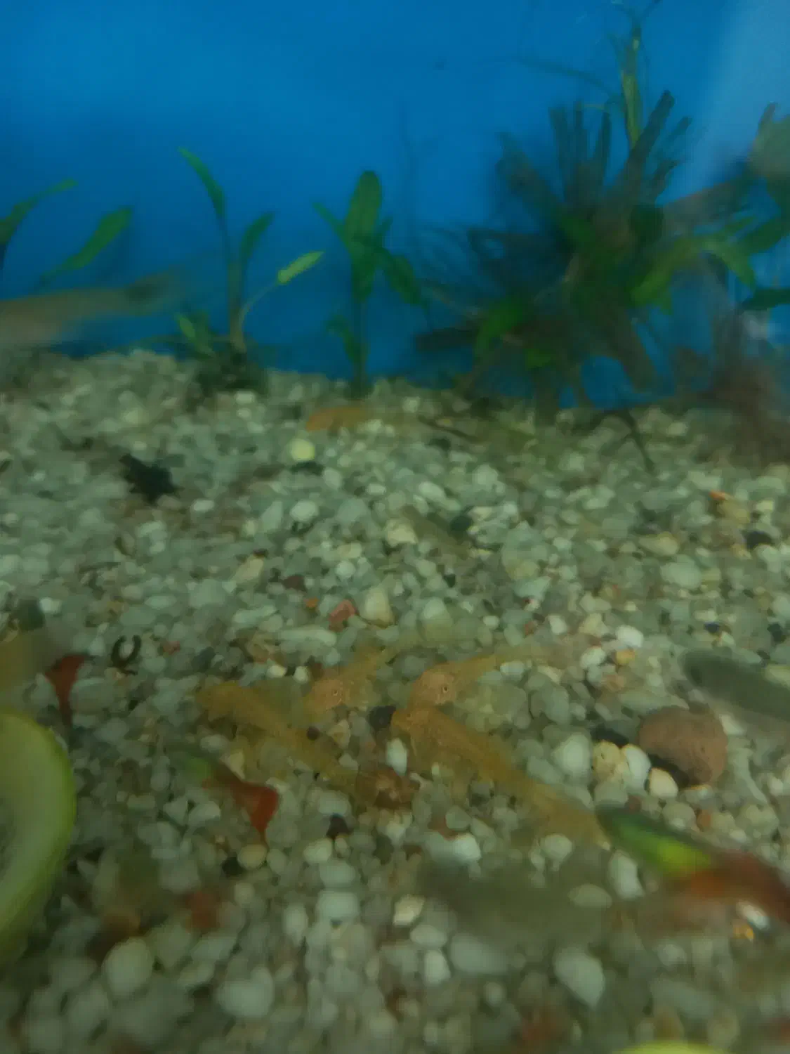 لجنخوار سوپر باله|ماهی|سهند, |دیوار