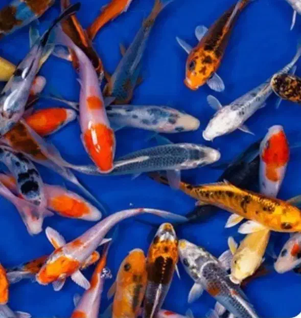 ماهی زینتی خاص|ماهی|لنجان, |دیوار