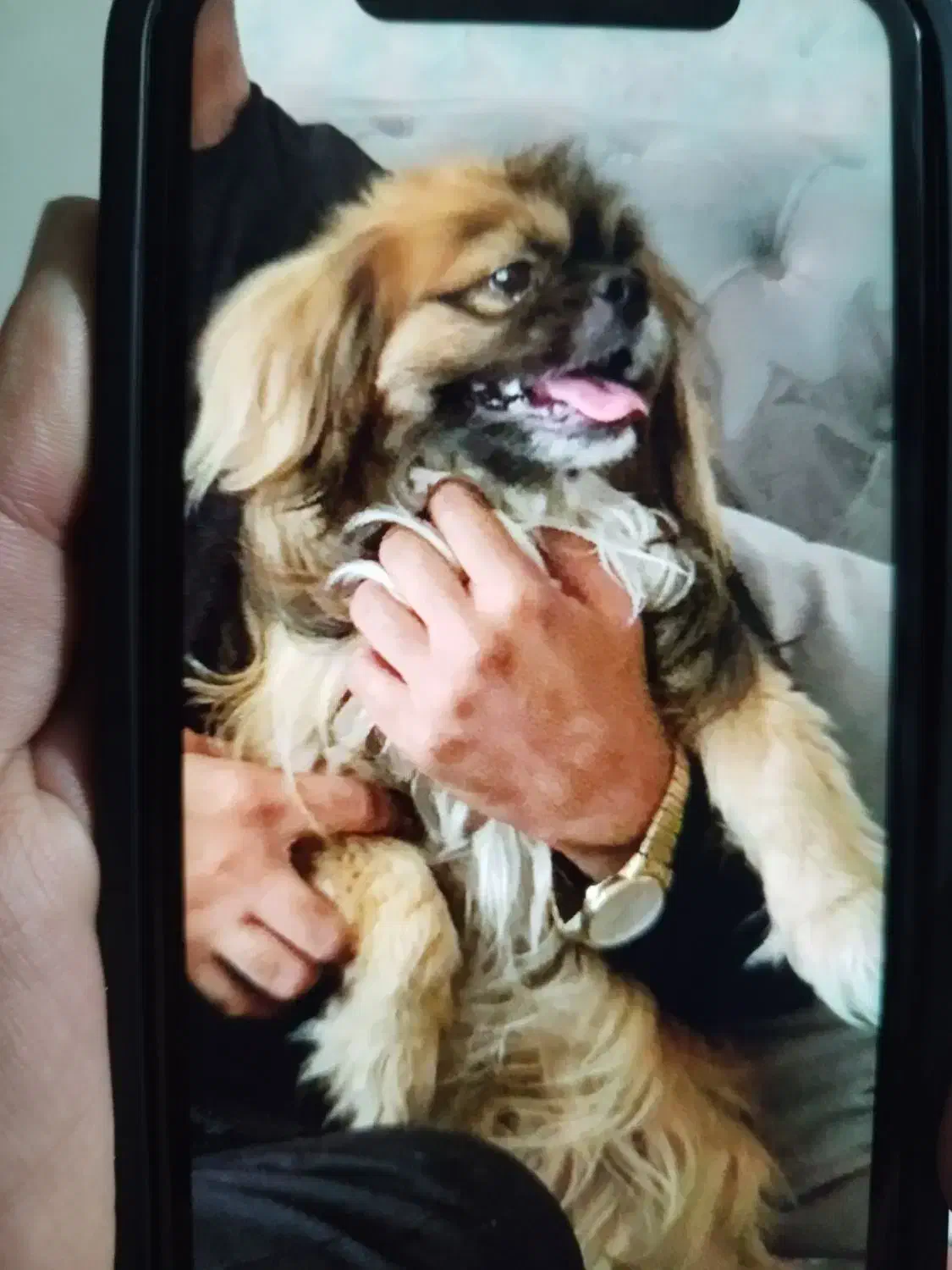 گمشده سگ|حیوانات|شاهین‌شهر, شهرک میلاد|دیوار