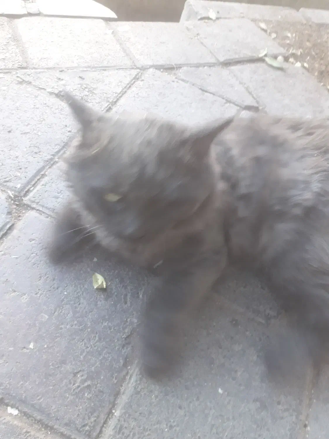 گربه خاص|گربه|خوی, |دیوار