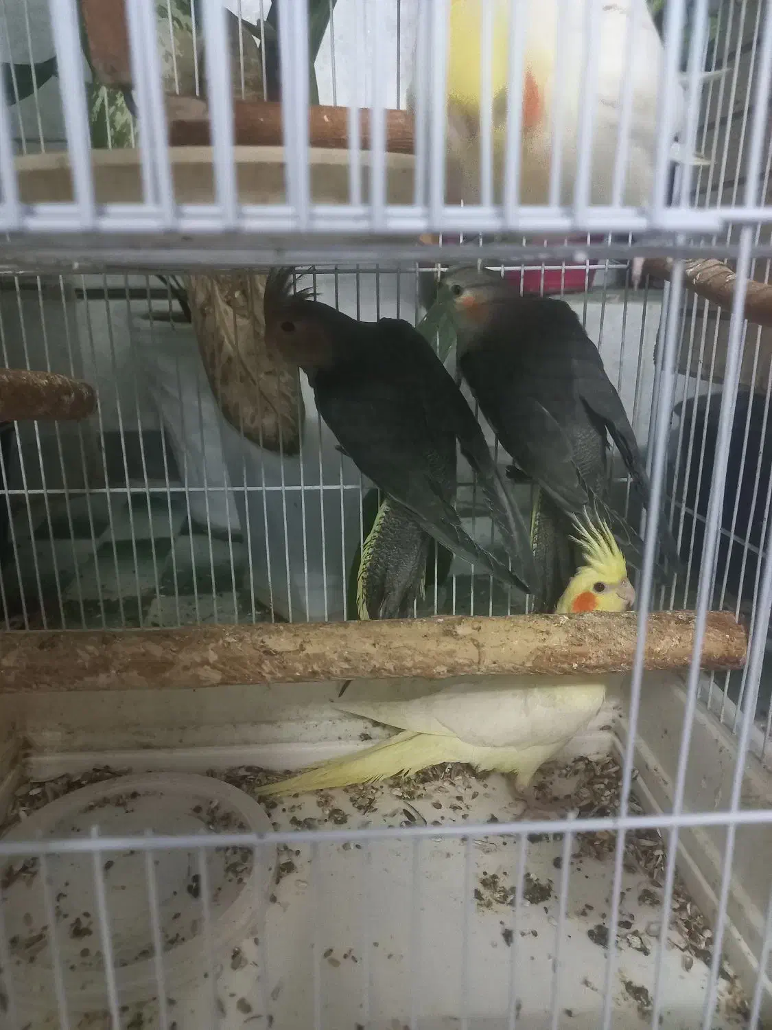 عروس هلندی بازیگوش و سرحال|پرنده|مهدی شهر, |دیوار