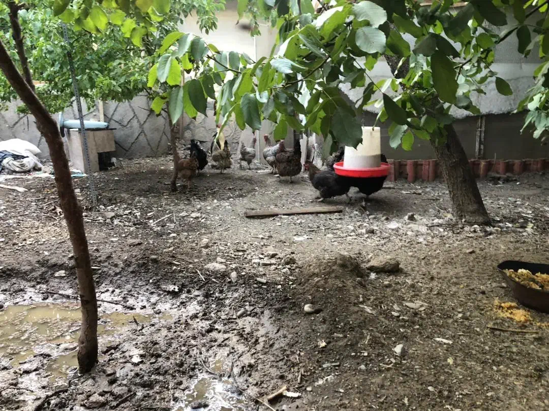 مرغ و خروس محلی|حیوانات مزرعه|گلمکان, |دیوار