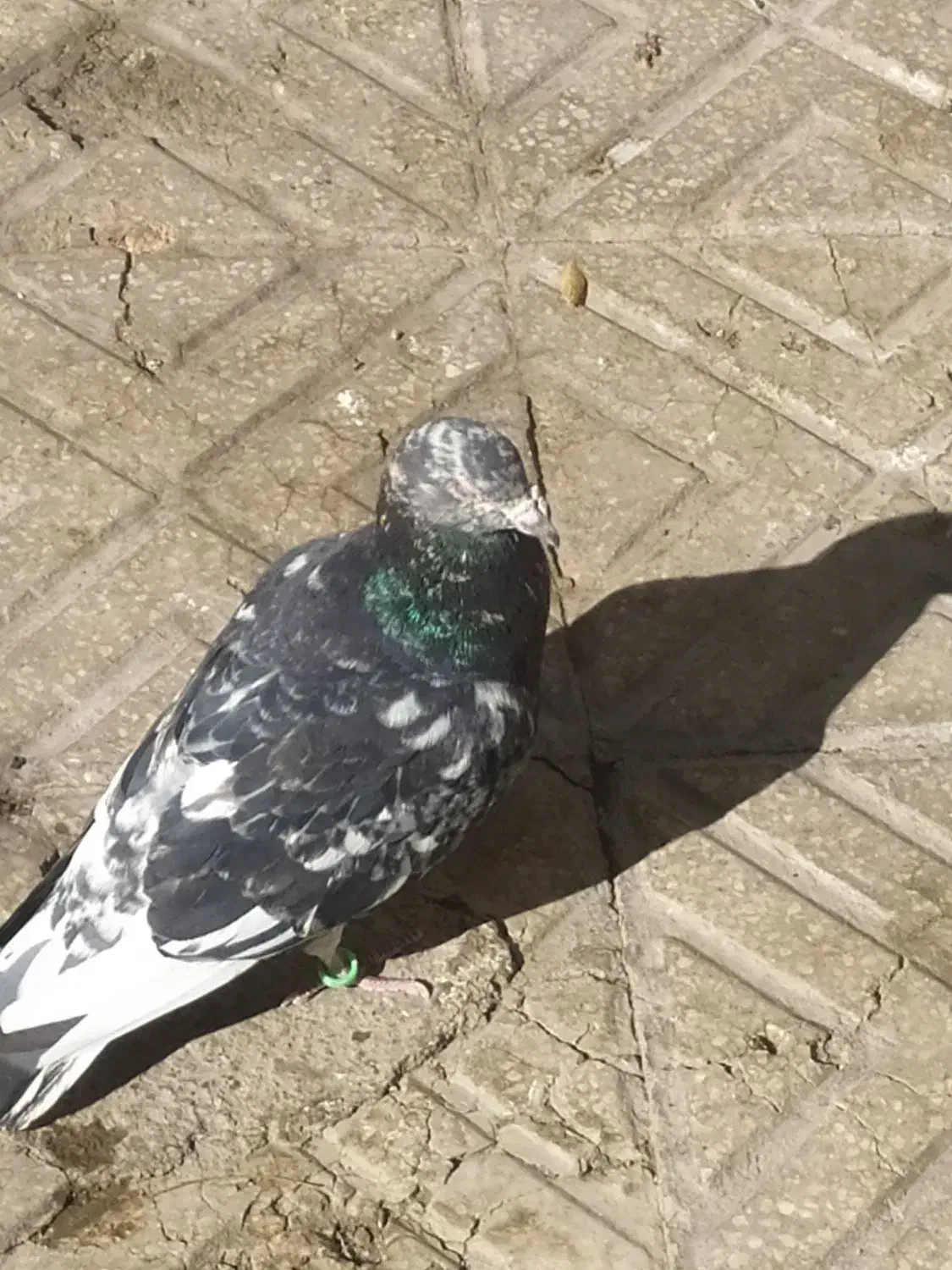 کفتر|پرنده|بیرجند, |دیوار