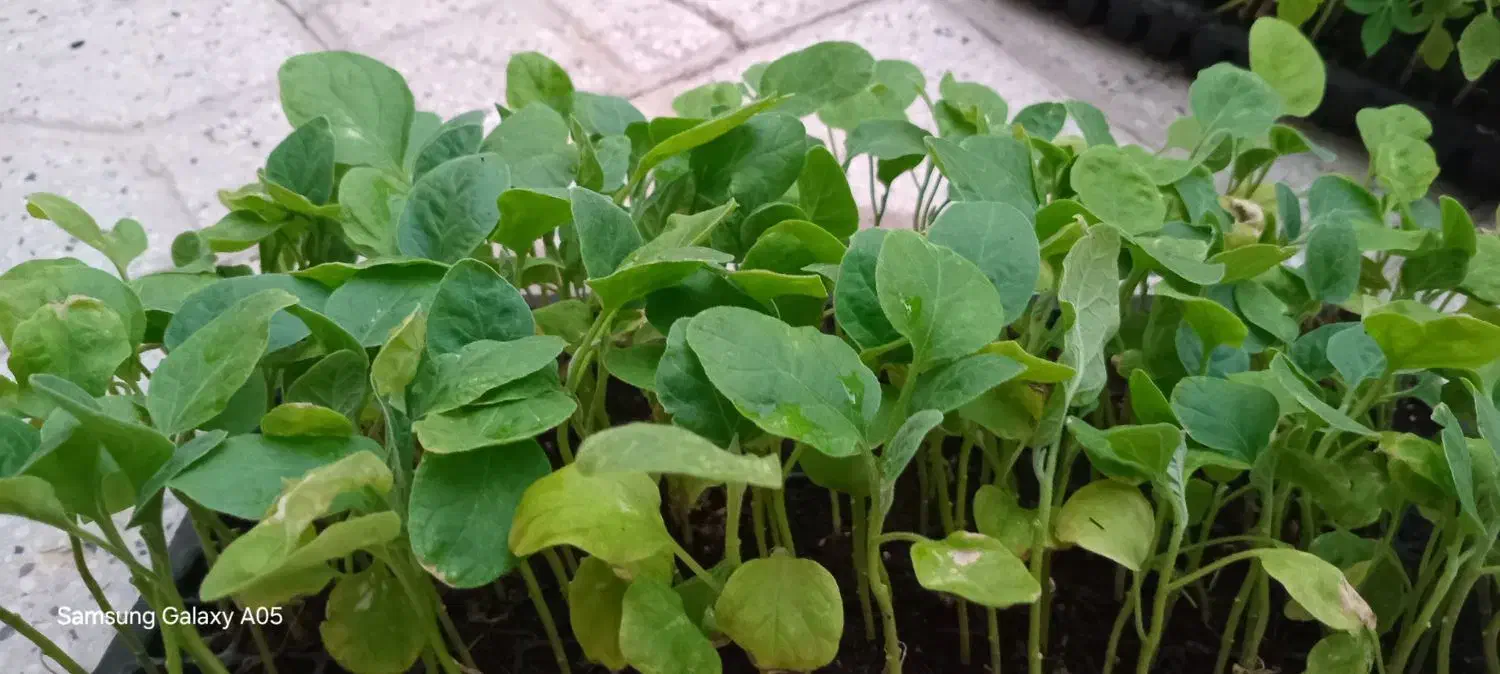 نشا گوجه.بادمجان و...|گل و گیاه طبیعی|شیراز, رکن‌آباد|دیوار