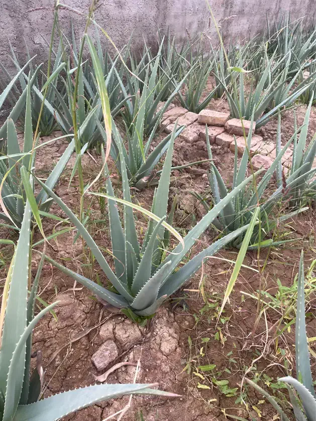 فروش بوته کامل الوورا گلخانه|گل و گیاه طبیعی|خاوران, |دیوار