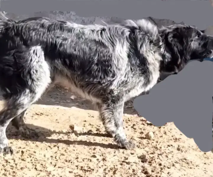 واگذاری سگ قدرجونی یا قهدرجانی|سگ|فیروزآباد (فارس), |دیوار