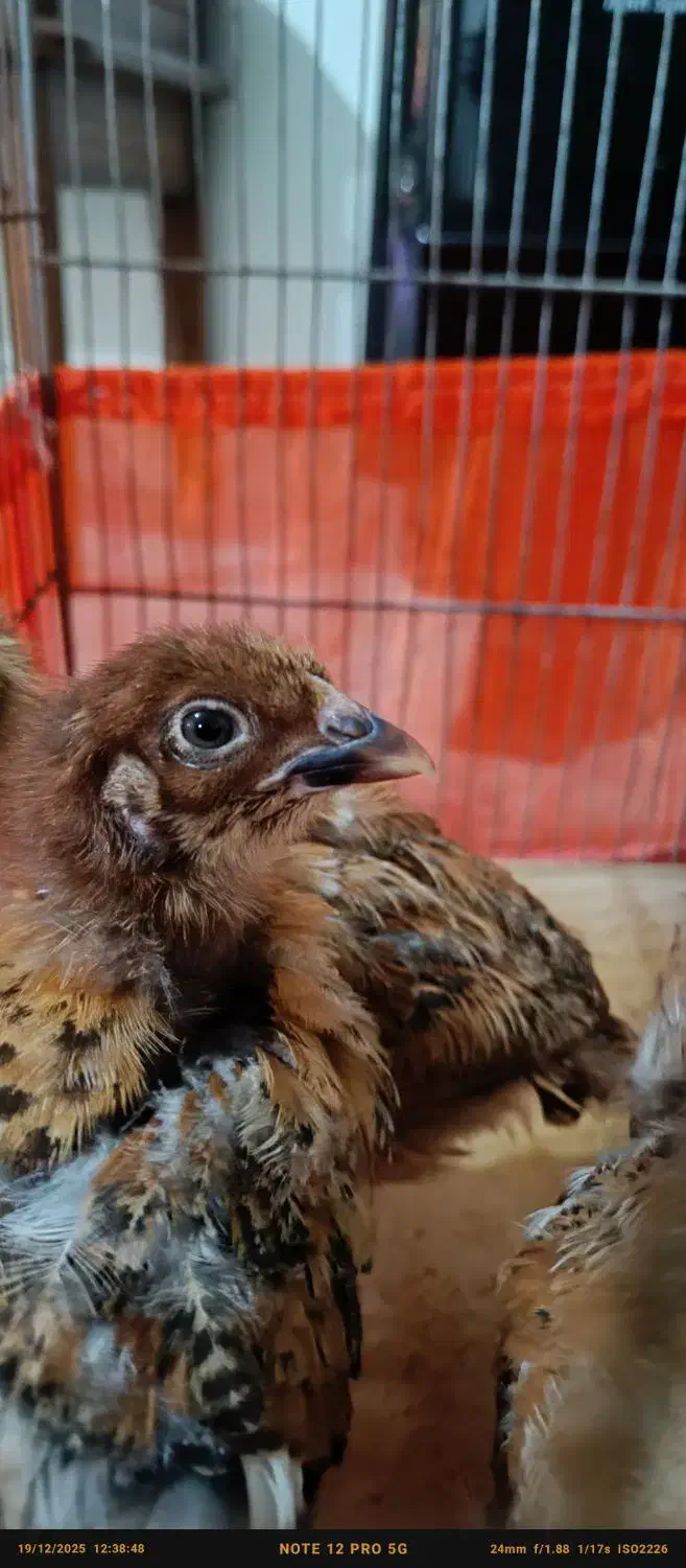 جوجه مرغ و خروس محلی|حیوانات مزرعه|فردیس, فرامرزیه|دیوار