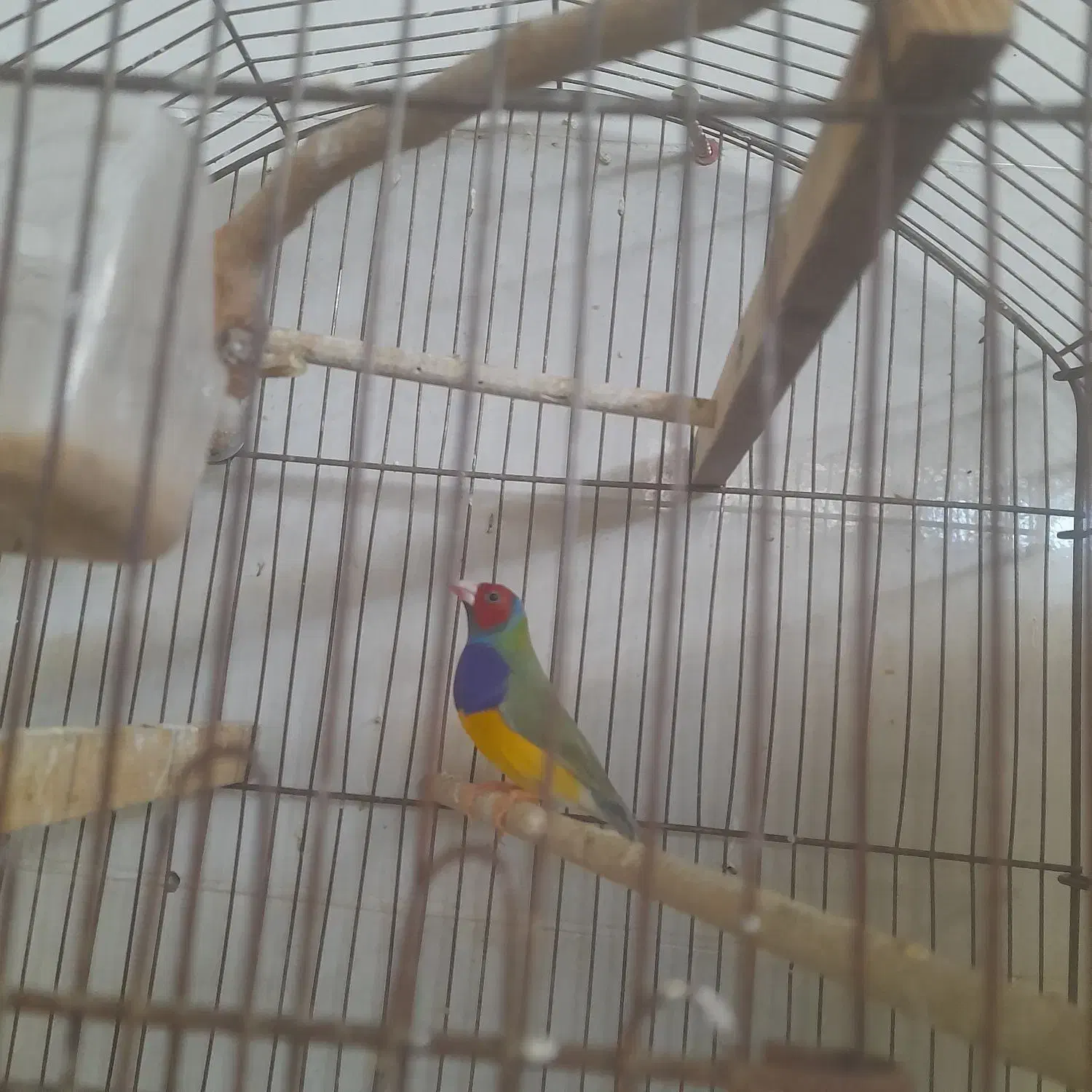 فنچ گلدین|پرنده|کرمانشاه, |دیوار