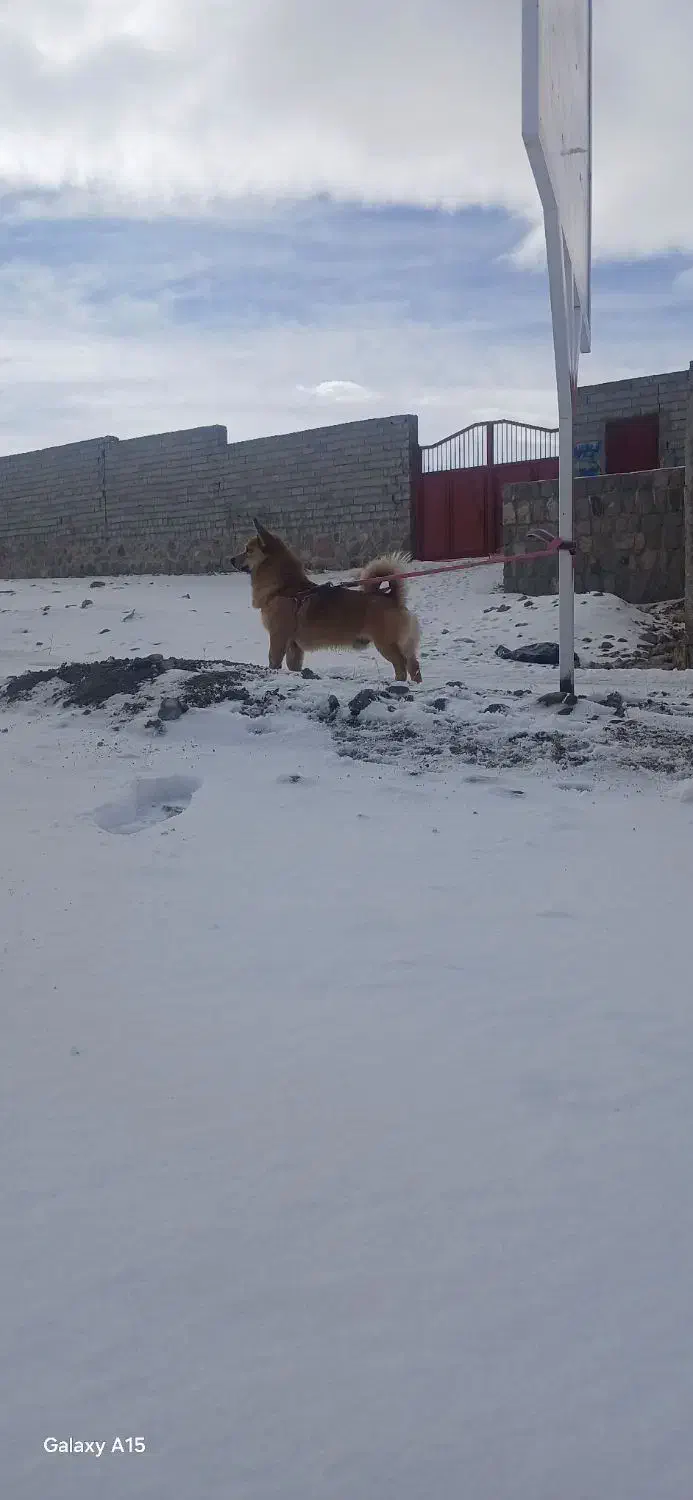 پاکوتا اشپتز|سگ|باسمنج, |دیوار