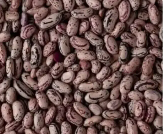 لوبیا چیتی|عمده‌فروشی|اقبالیه, |دیوار