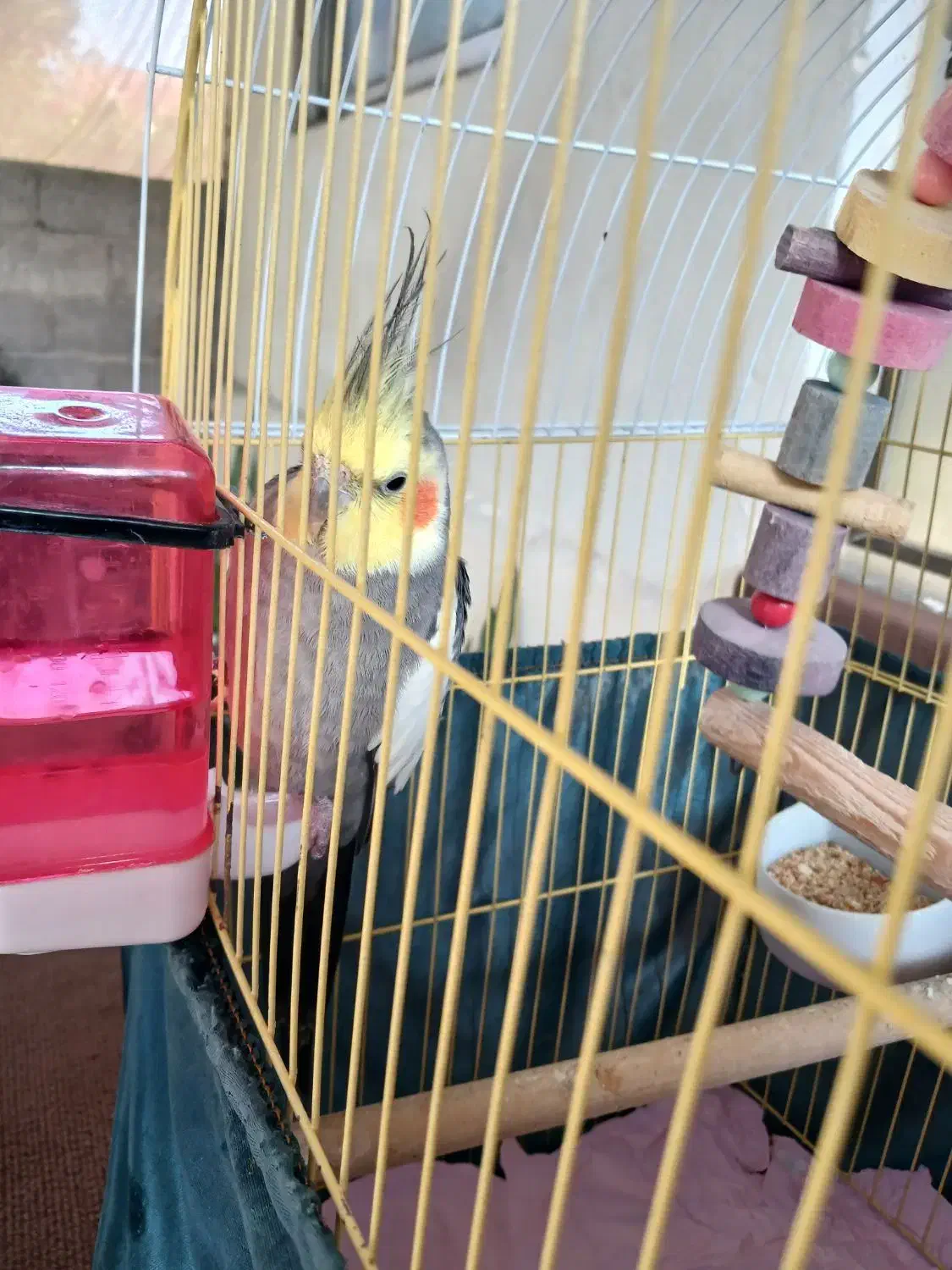 فروش طوطی عروس هلندی نر و ماده|پرنده|آستانه اشرفیه, |دیوار