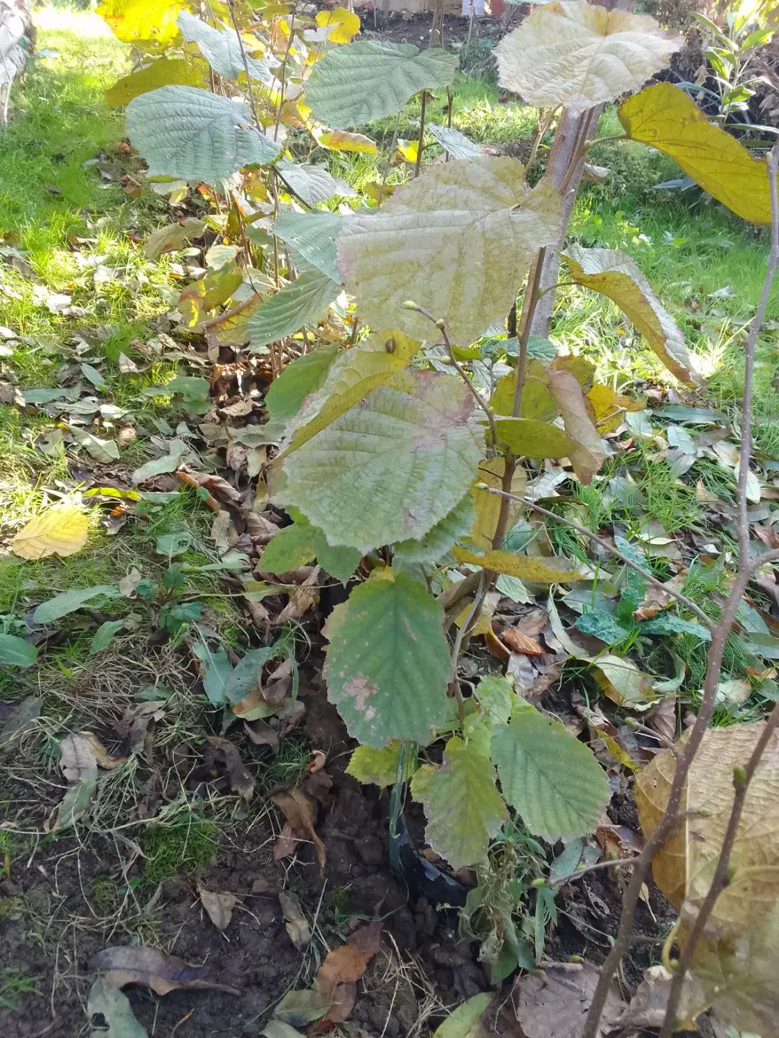 نهال فندوق پیوند نشده|گل و گیاه طبیعی|تالش, هشتپر|دیوار