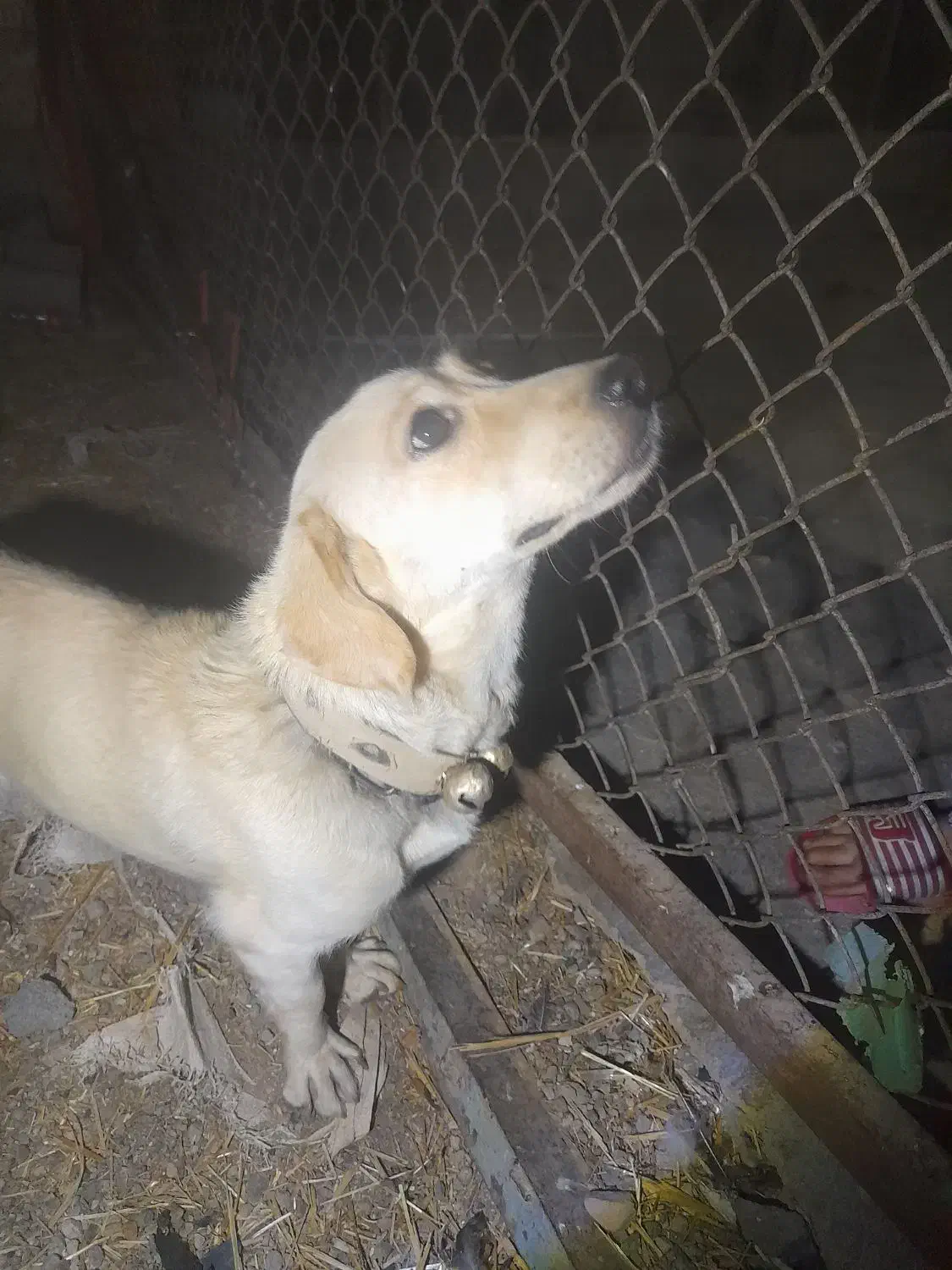 واگذاری توله سگ پیتبول|سگ|ساوه, |دیوار