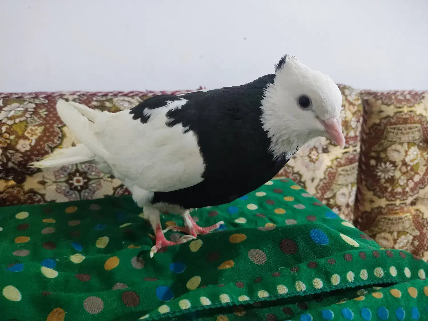 کبوتر|پرنده|سنندج, |دیوار