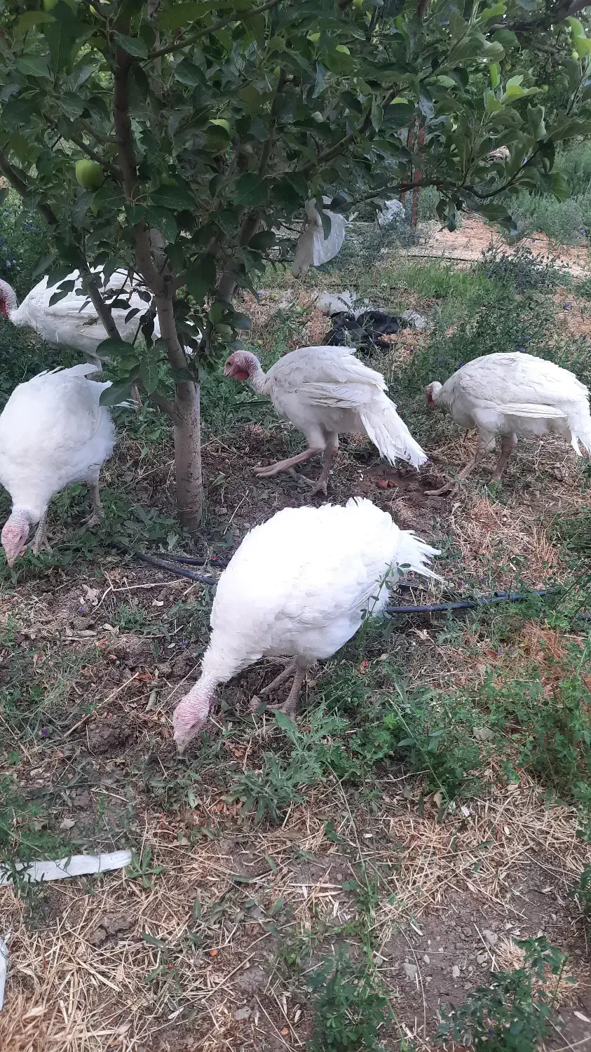 بوقلمون|حیوانات مزرعه|میانه, |دیوار