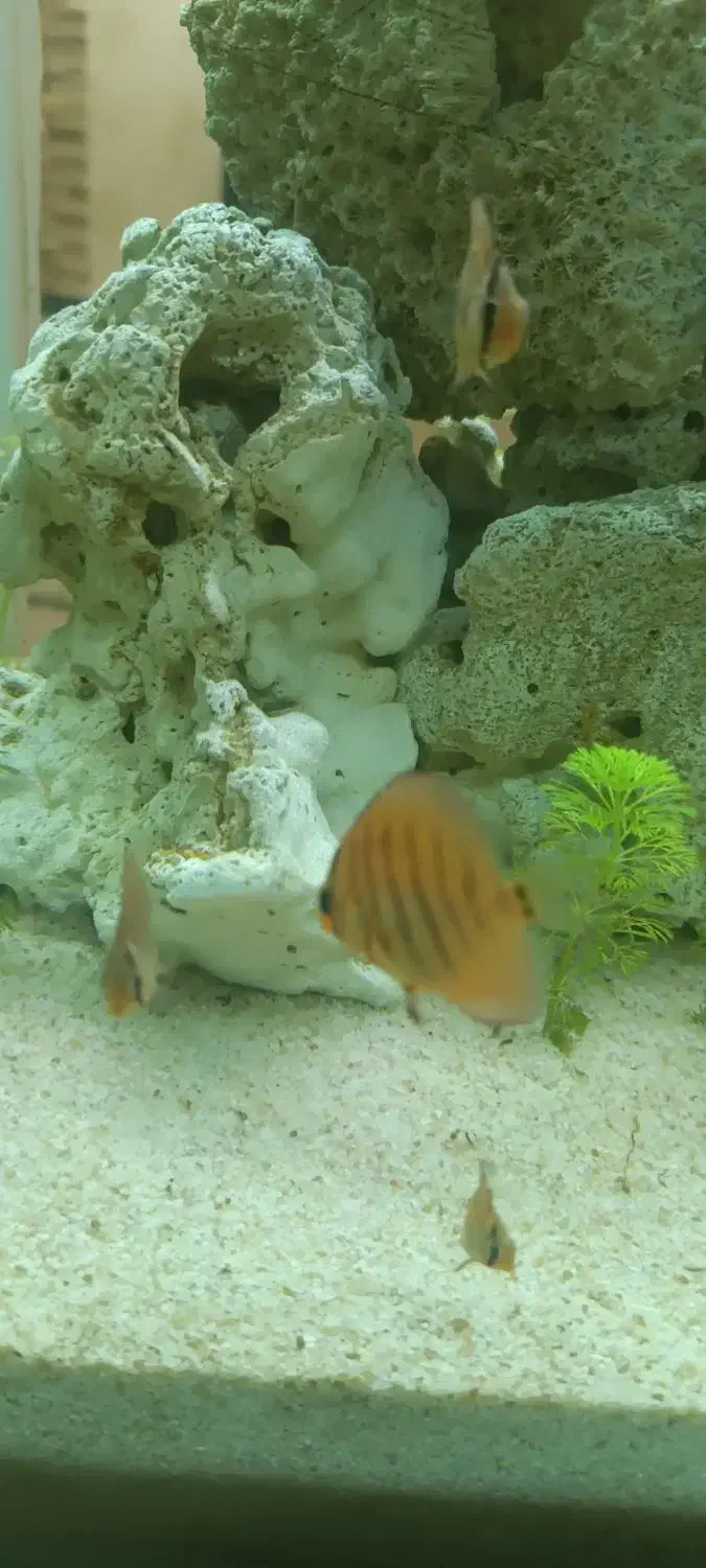 ماهی آکواریومی|ماهی|مهاباد (آذربایجان غربی), |دیوار