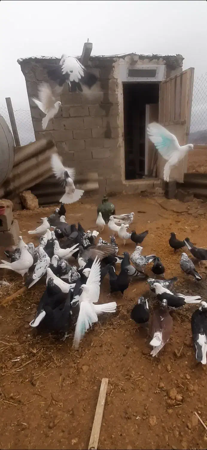 یه گنجه کبوتر پرشی ۵۵یا ۶۰ تایی|پرنده|بوکان, |دیوار