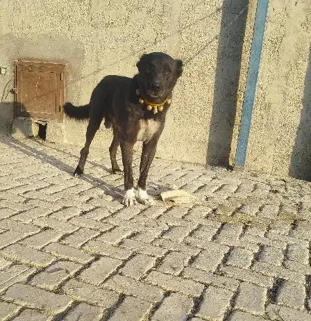 واگزاری سگ قدرجونی|سگ|فلاورجان, |دیوار