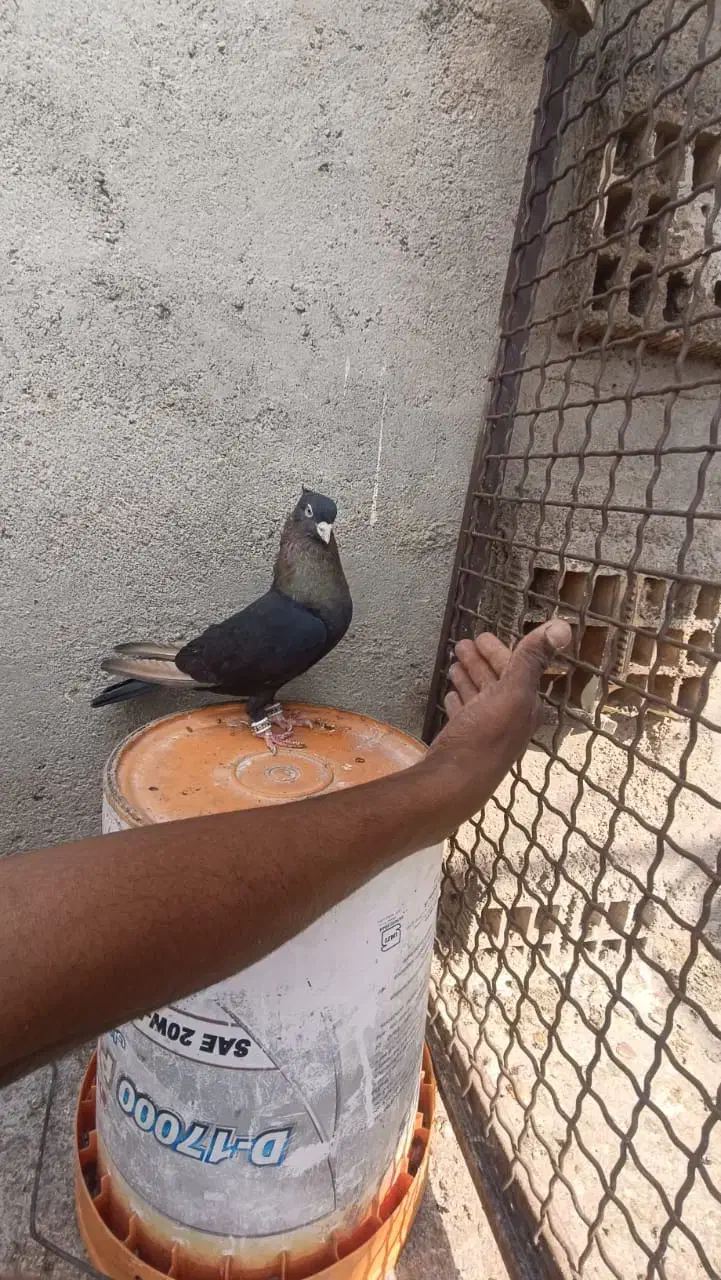 کبوتر|پرنده|کارون, |دیوار