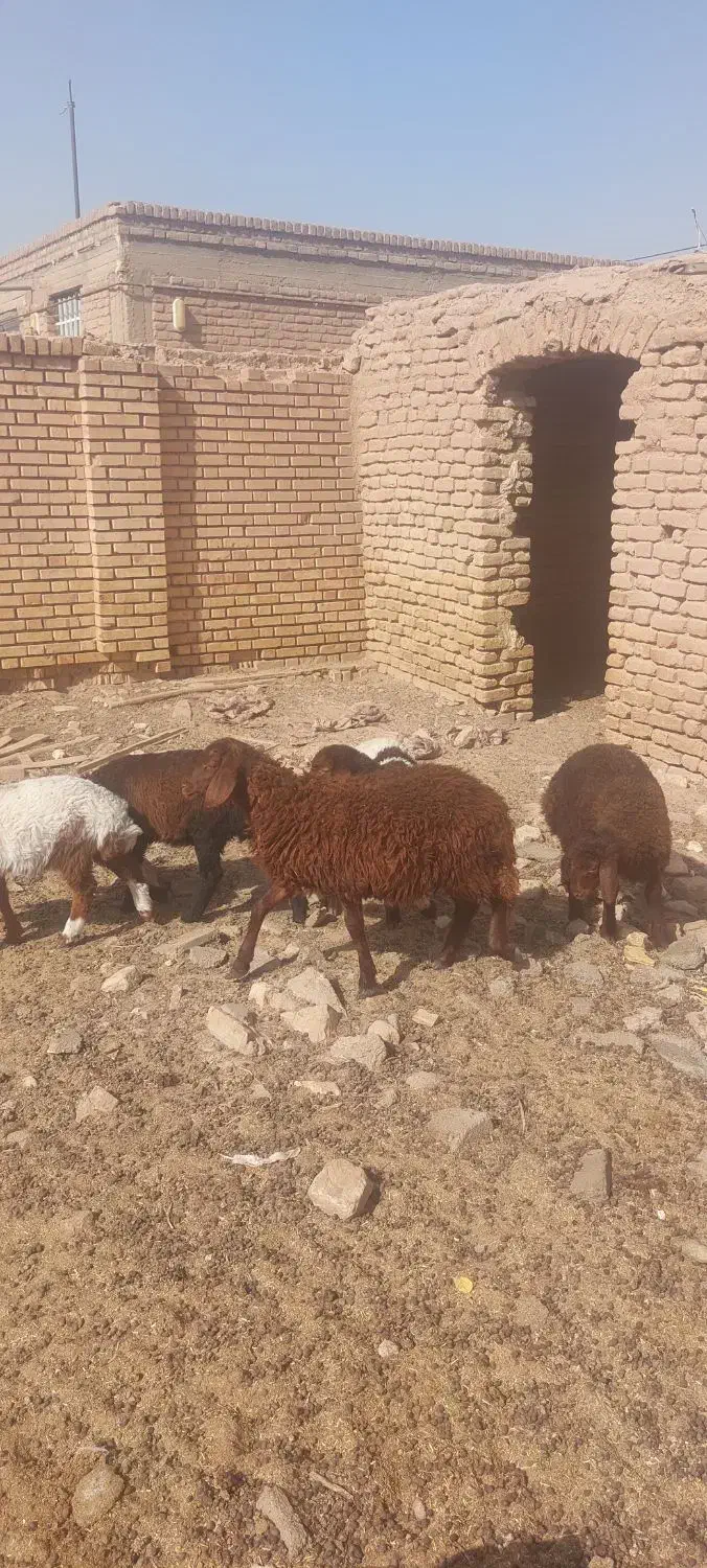 بره سبک وزن آماده پروار|حیوانات مزرعه|قاسم‌آباد (خواف), |دیوار