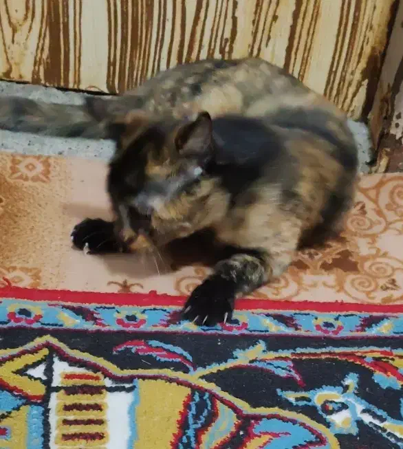 بچه گربه گمشده|حیوانات|خمینی‌شهر, |دیوار