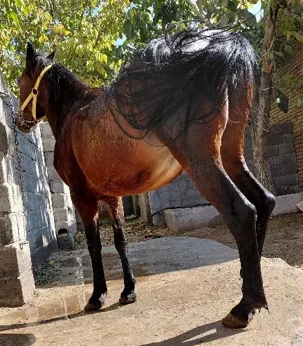 مادیون|اسب و تجهیزات اسب‌سواری|شهرکرد, |دیوار