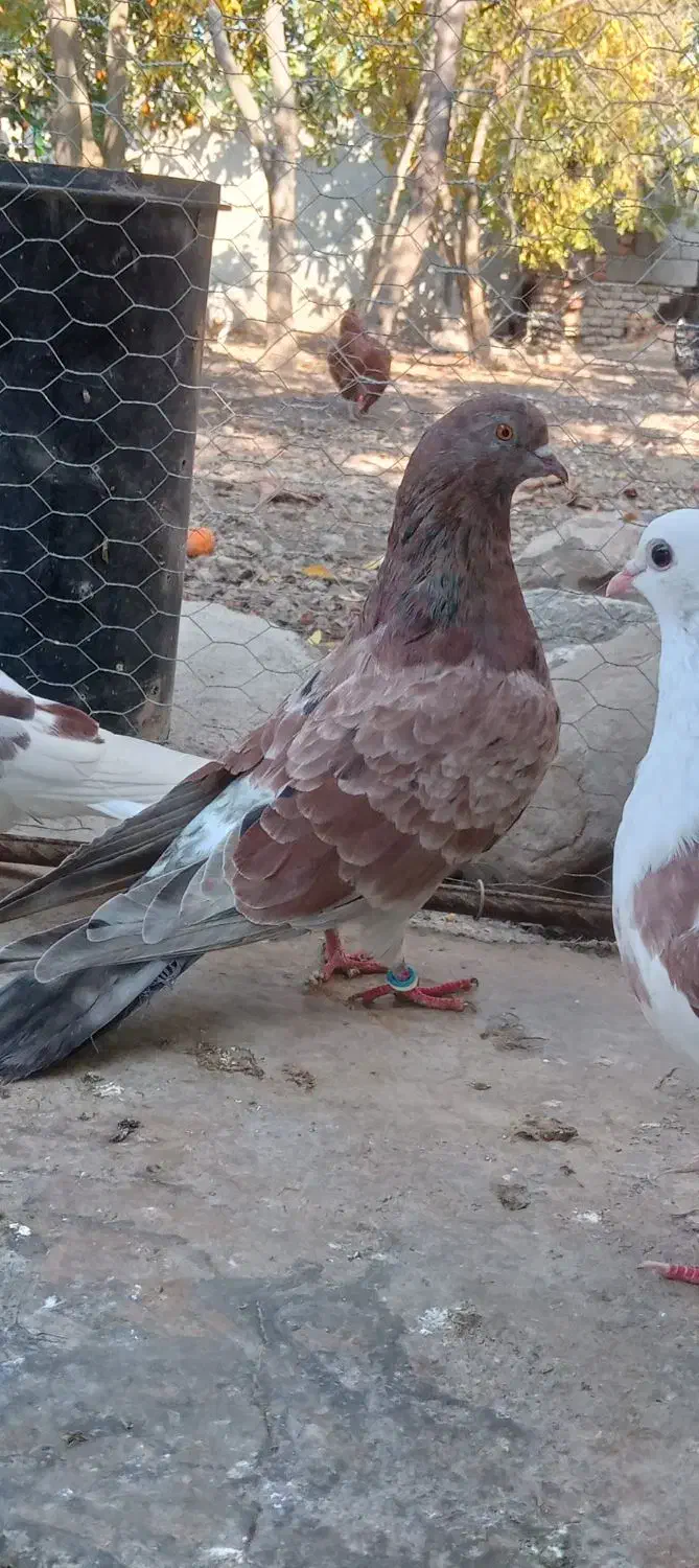 کفتر|پرنده|دلند, |دیوار