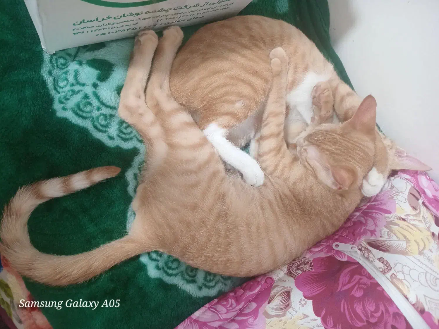 واگذاری گربه خانگی|گربه|برازجان, |دیوار