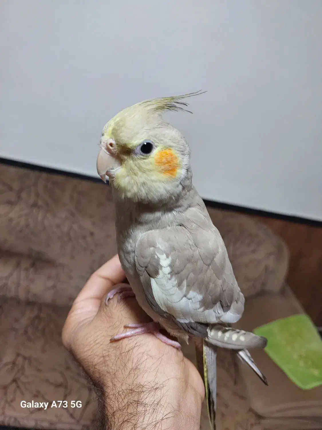 عروس 7 ماهه سخنگو|پرنده|قم, یزدان‌شهر|دیوار