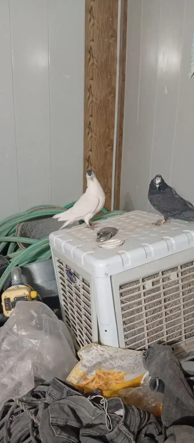 کبوتر|پرنده|مشهد, انقلاب|دیوار