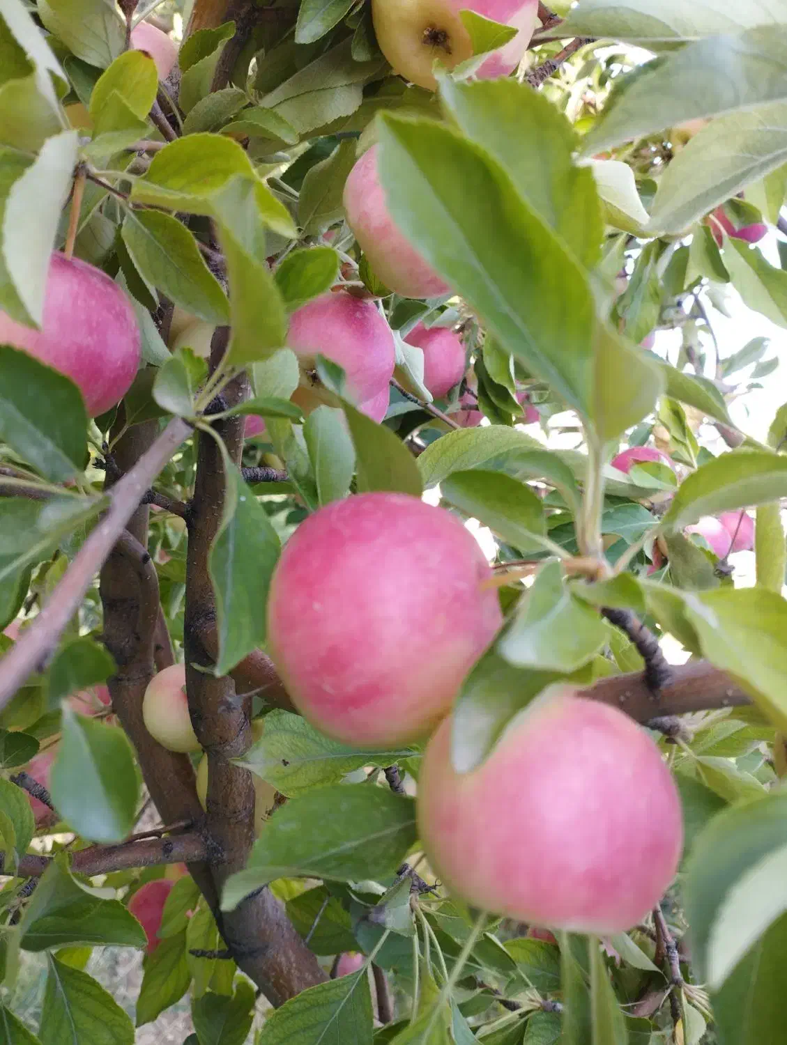 زمین کشاورزی|اجارهٔ دفتر صنعتی، کشاورزی، تجاری|زنجانرود, |دیوار