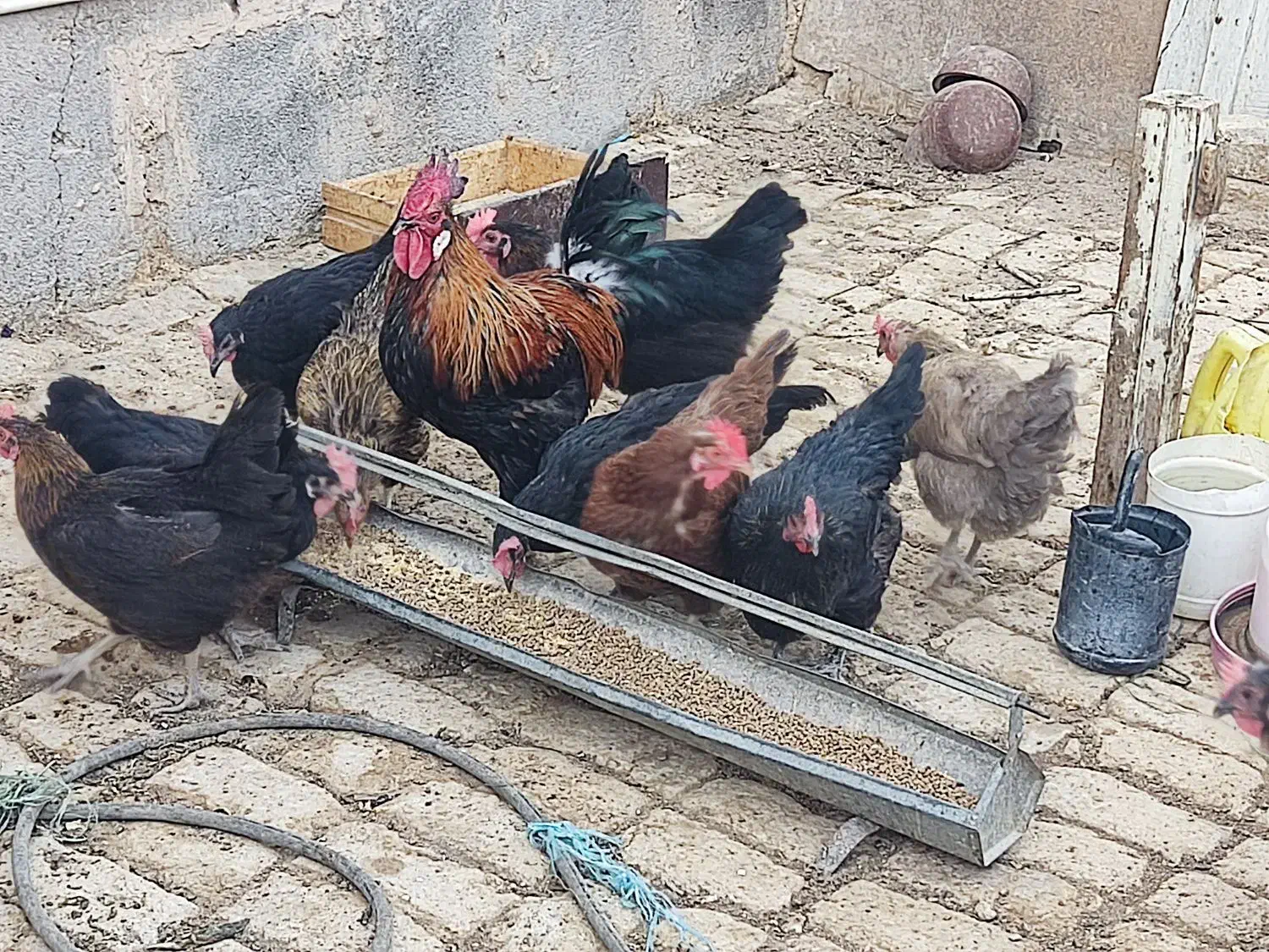 مرغ خوب|حیوانات مزرعه|قم, جمکران|دیوار
