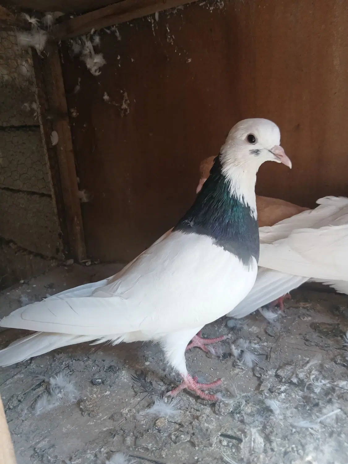 کلفه|پرنده|ثمرین, |دیوار
