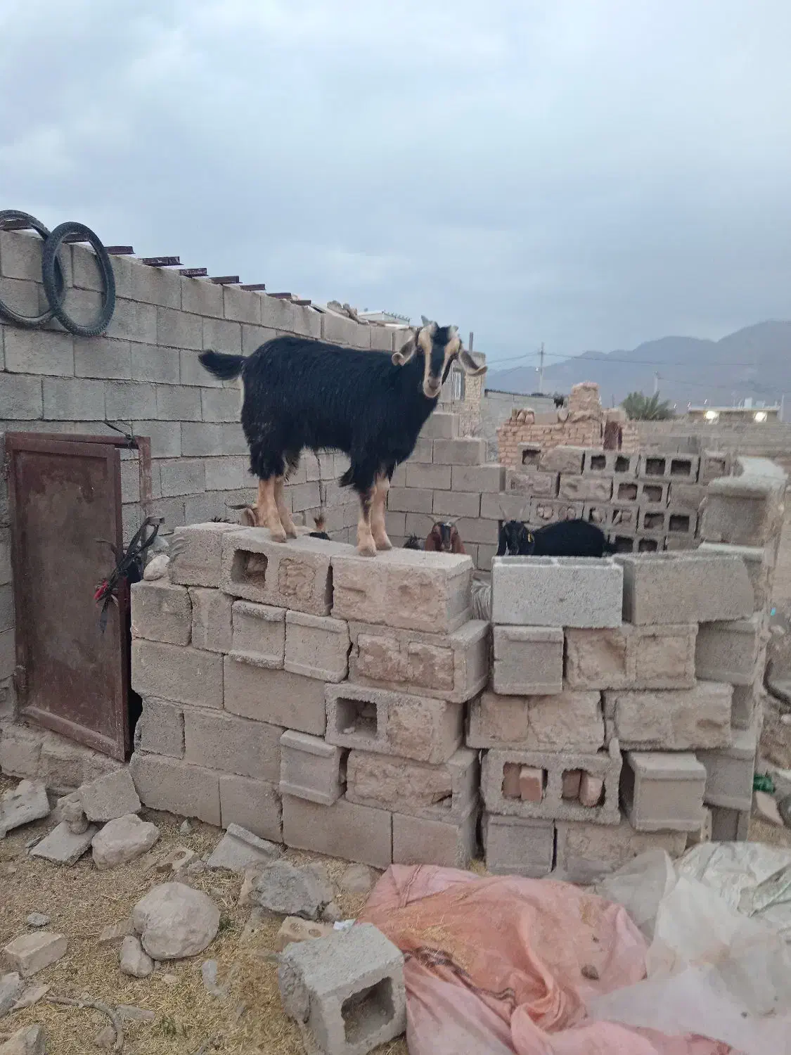 یک جفت کهره و نر ماداه|حیوانات مزرعه|نیریز, |دیوار