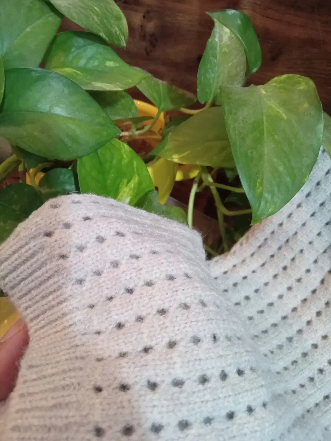 نیم تنه بافت|لباس|کیاکلا, |دیوار