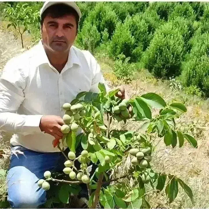 فروش نهال های پاکوتاه اصلاح شده|خدمات باغبانی و درختکاری|ملکان, |دیوار