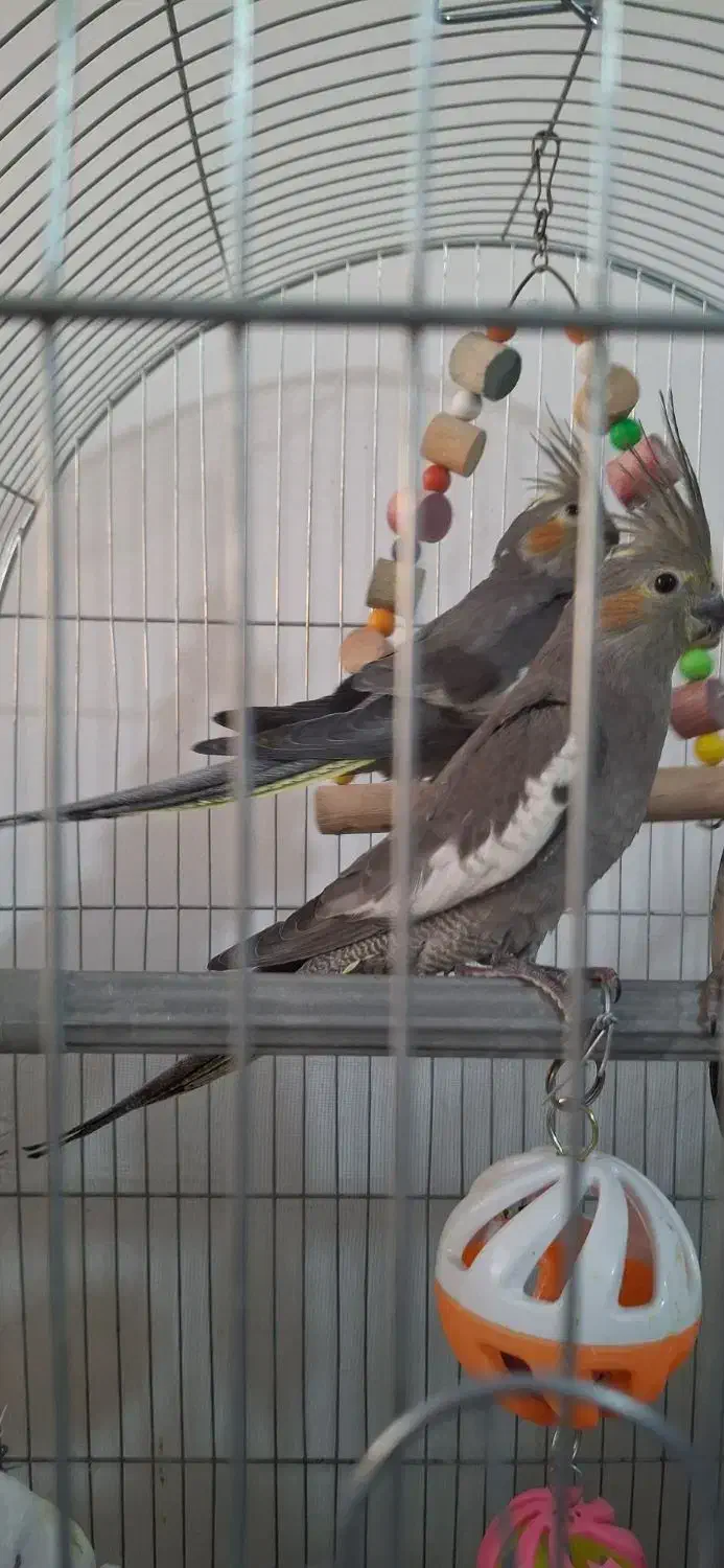 عروس هلندی نر|پرنده|پاکدشت, پاکدشت (مامازند)|دیوار