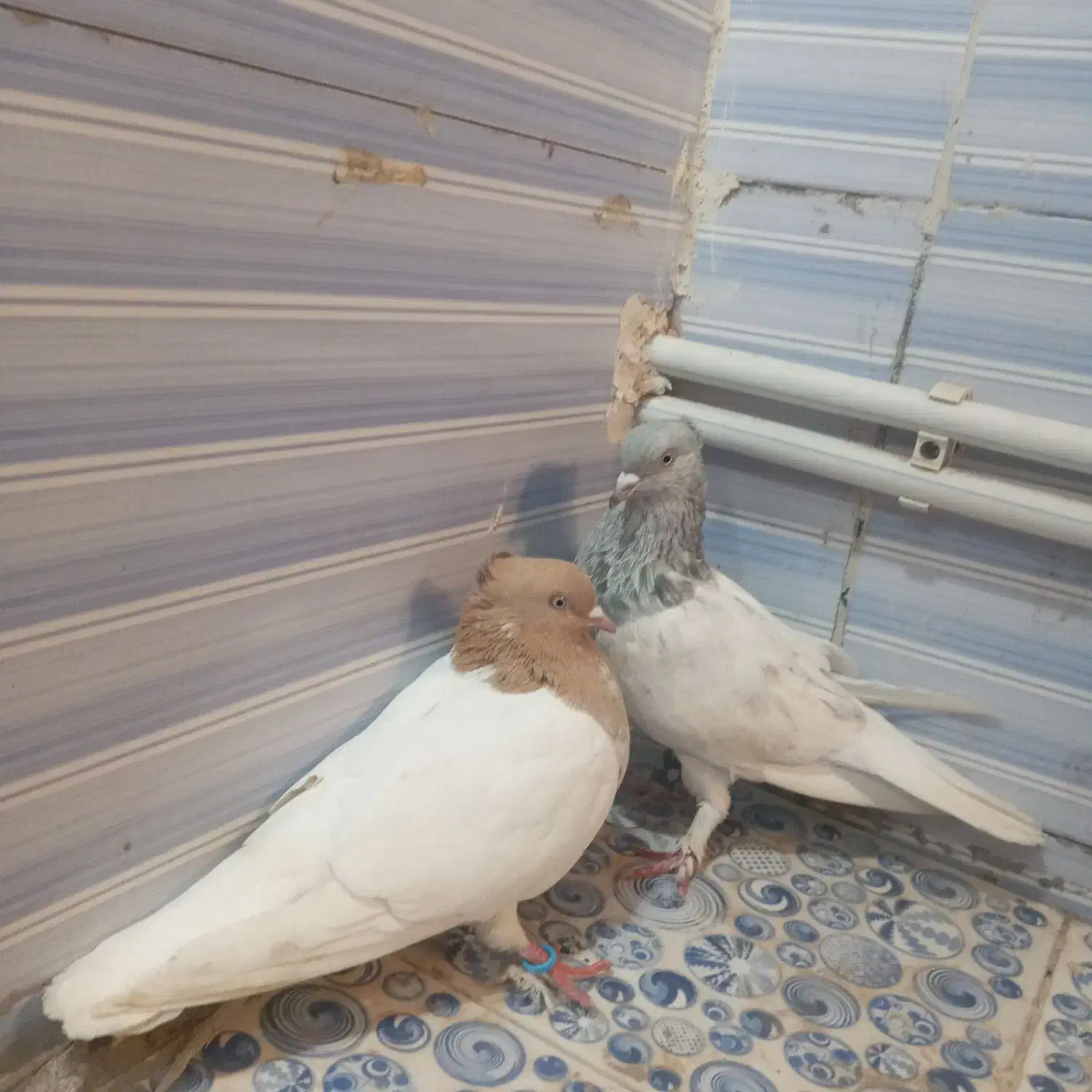 کله زرد|پرنده|بم, |دیوار