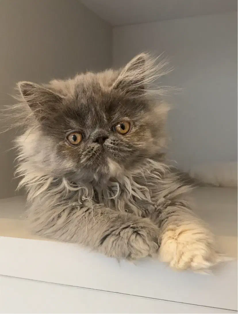 گربه پرشین سوپرفلت دختر ۲/۵ ماهه|گربه|تبریز, |دیوار