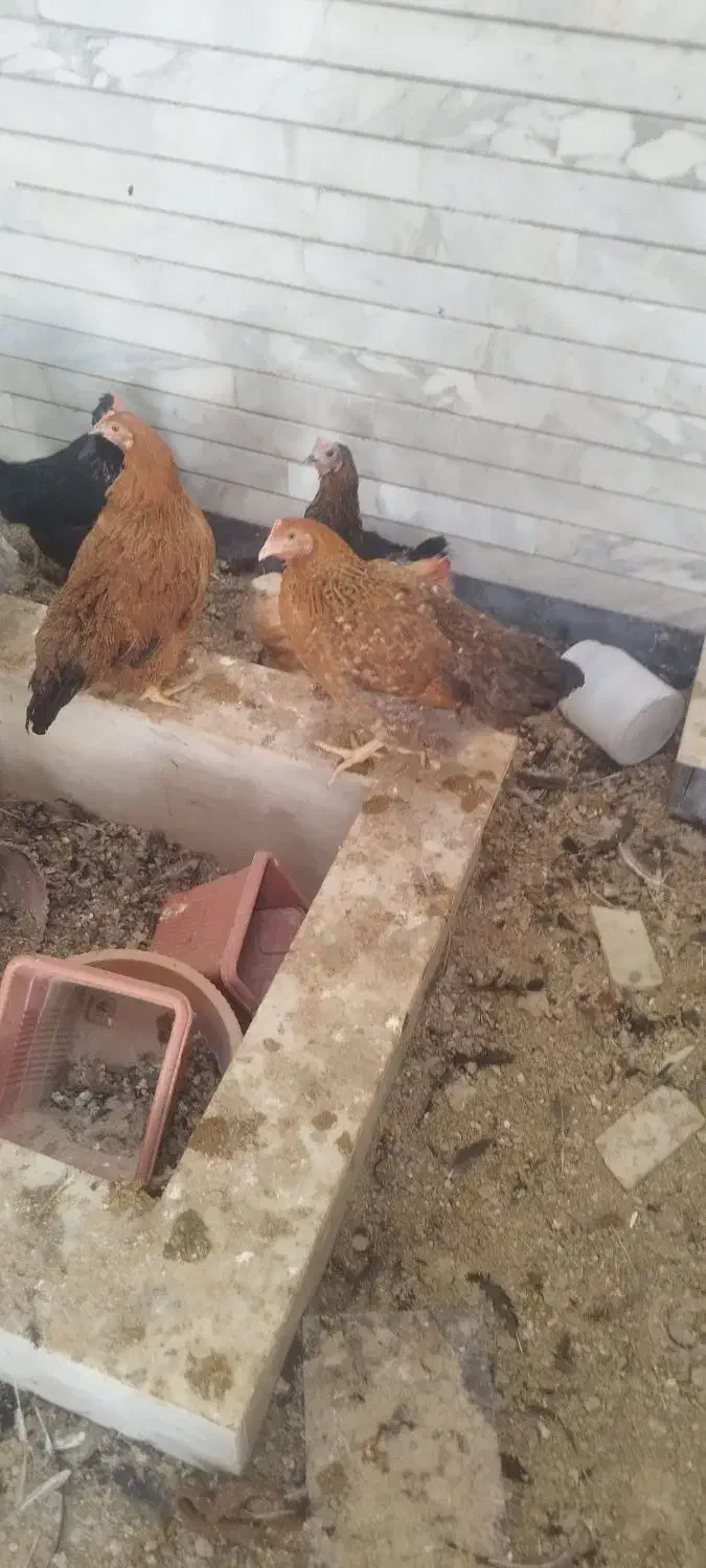 مرغ جوان تخم گذار|حیوانات مزرعه|شاهین‌شهر, مخابرات (شهید بهشتی)|دیوار