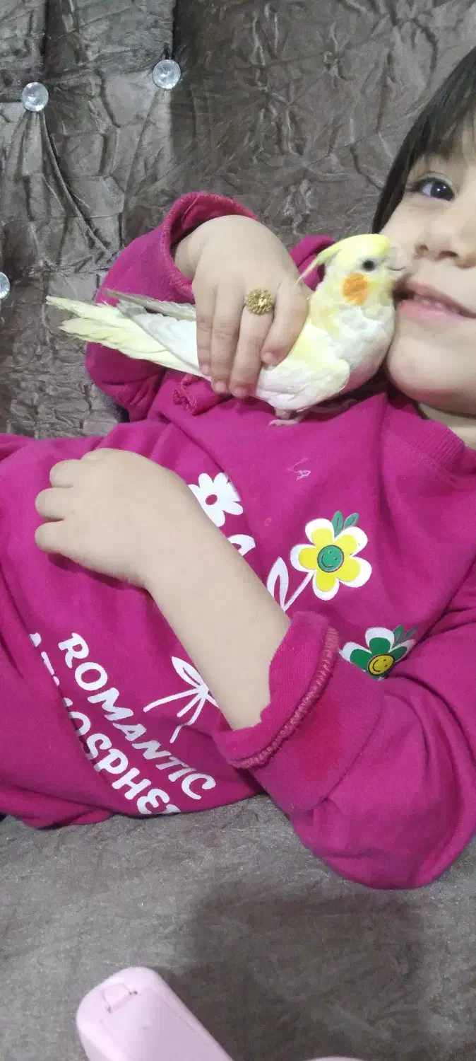 عروس هلندی لوتینو|پرنده|عجب شیر, |دیوار